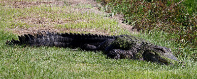American Alligator, Bulls Island, Cape Romain NWR, 05/02/15