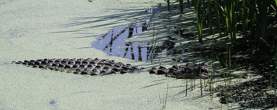 American Alligator, Bulls Island, Cape Romain NWR, 05/02/15