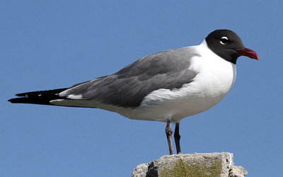 Laughing Gull, Bulls Island, Cape Romain NWR, 05.02.15