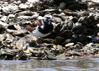 Ruddy Turnstone, returning from Bulls Island, Cape Romain NWR, 05/02/15
