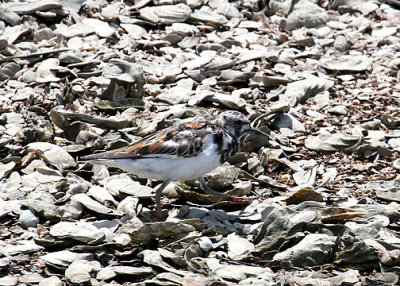 Ruddy Turnstone, returning from Bulls Island, Cape Romain NWR, 05/02/15