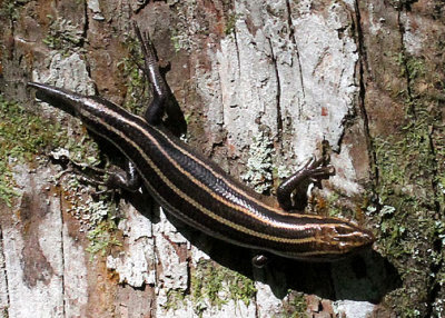 Skink sp., Edisto Nature Trail, Jacksonboro, 05/03/15