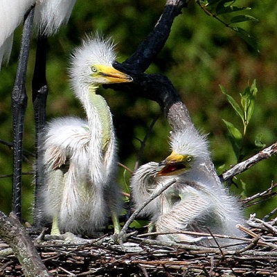 Great Egret 2-week-old chicks, Cypress Wetlands, Port Royal, 05/03/15