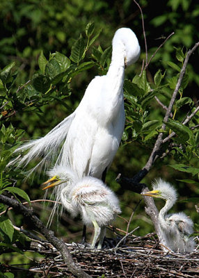 Great Egrets, Cypress Wetlands, Port Royal, 05/03/15