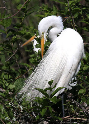 Great Egret, Cypress Wetlands, Port Royal, 05/03/15