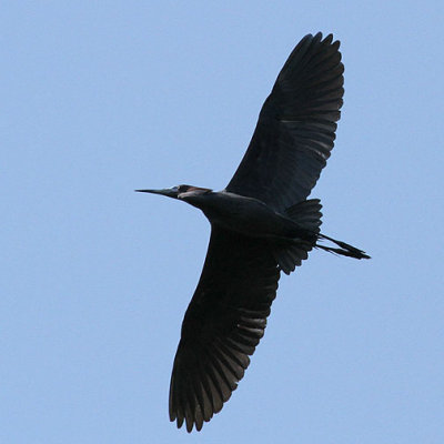 Little Blue Heron, Cypress Wetlands, Port Royal, 05/03/15