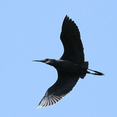 Little Blue Heron, Cypress Wetlands, Port Royal, 05/03/125