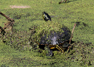 Yellow-bellied Slider, Cypress Wetlands, Port Royal, 05/03/15