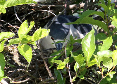 Black-crowned Night-Heron on nest, Cypress Wetlands, Port Royal, 05/03/15