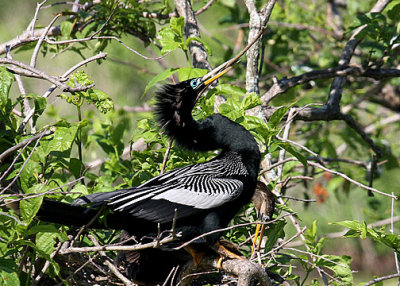 Anhinga pair courting w/ nesting materials, Cypress Wetlands, Port Royal, 05/03/2015