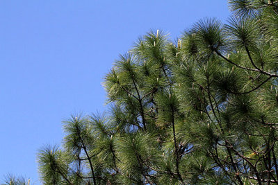 Longleaf Pine, Francis Marion National Forest, 05/02/2015
