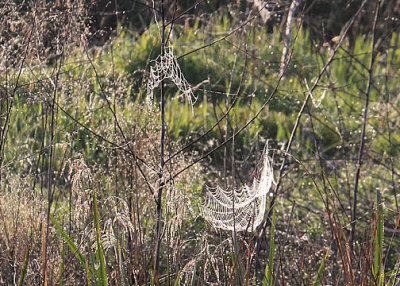 Morning spider webs, Savannah NWR, 05/04/15