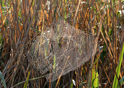 Morning spider web, Savannah NWR, 05/04/2015