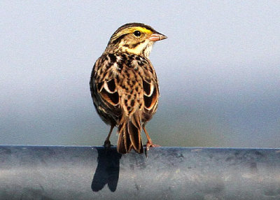 Savannah Sparrow, Savannah NWR, 05/04/2015
