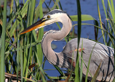 Great Blue Heron, Savannah NWR, 05/04/2015