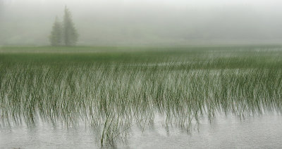 A misty morning at the reed bed - second version