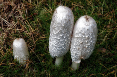 Fungi - Coprinus comatus