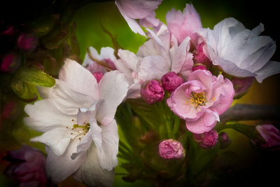 Apple Blossom