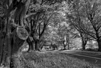 Avenue of Trees