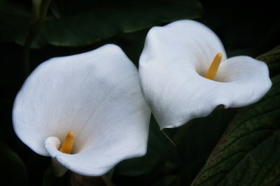 Arum Lily - zantedeschia aethiopica