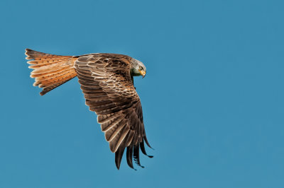 Red Kite scanning for food