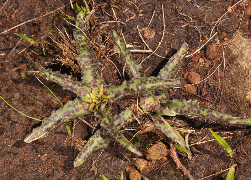 Eucomis vandermerwei