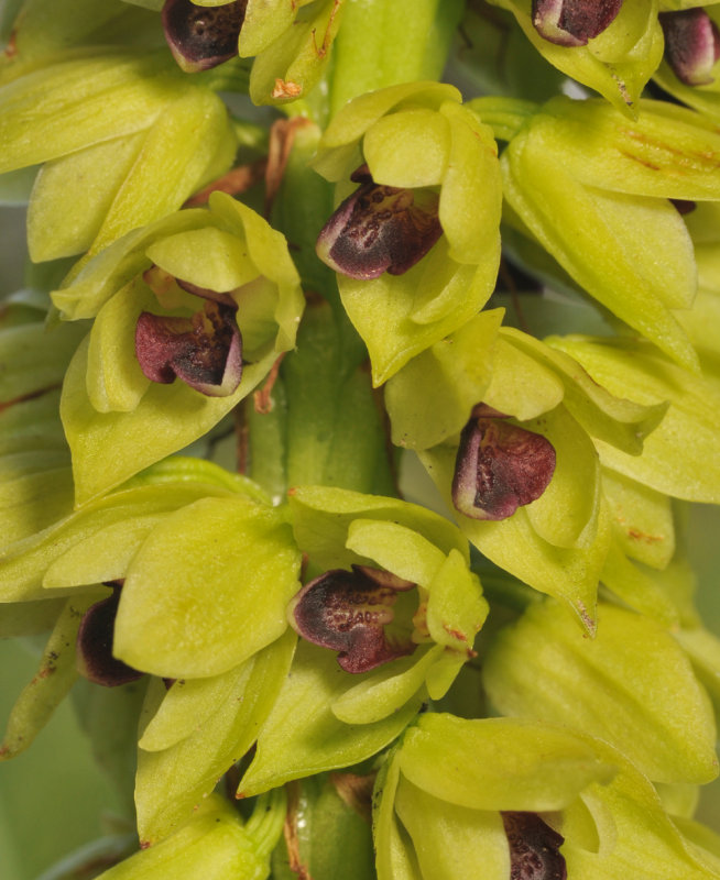 Eulophia foliosa. Close-up.