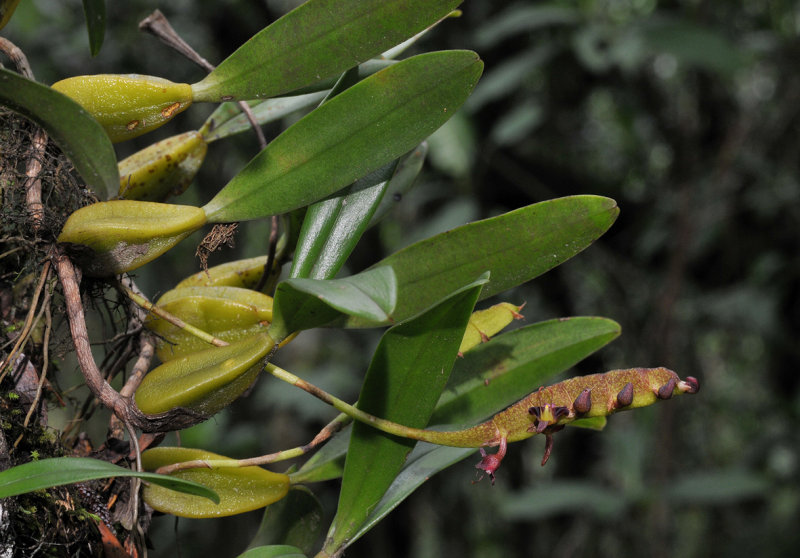 Bulbophyllum sandersonii. Closer.