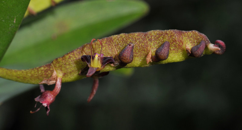 Bulbophyllum sandersonii. Closer.