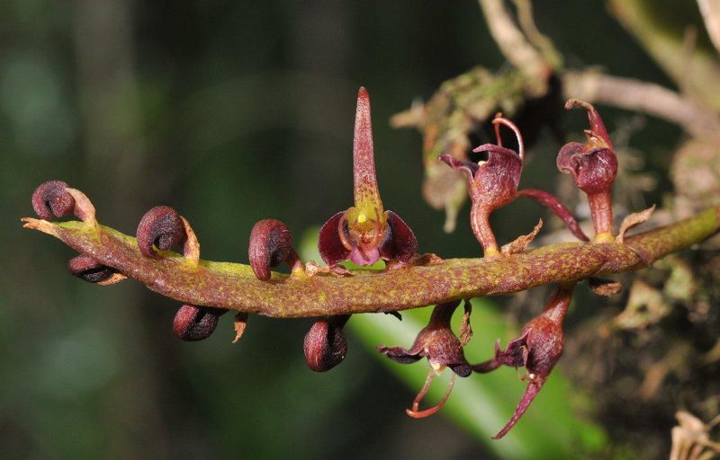 Bulbophyllum sandersonii. Closer.