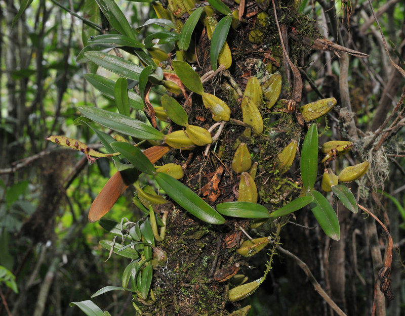 Bulbophyllum sandersonii