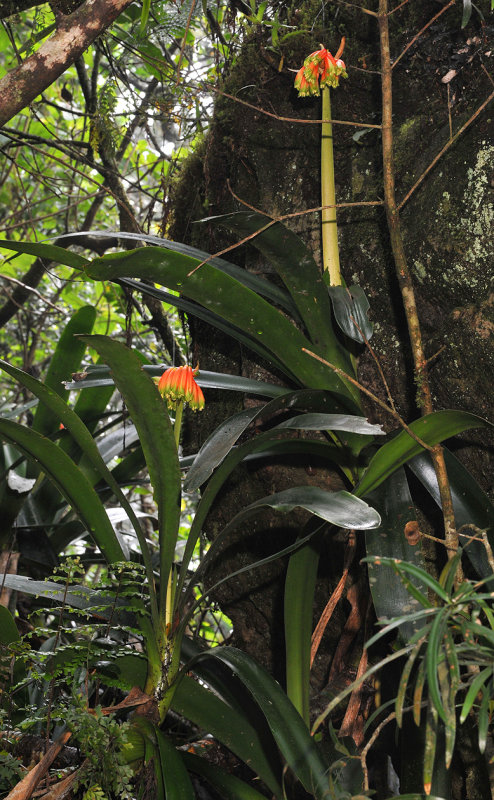Clivia caulescens