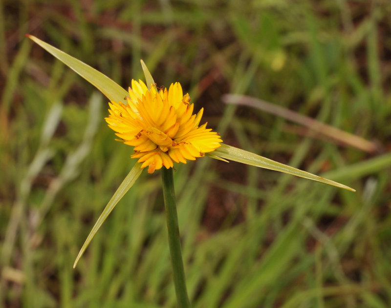 Cyperus sphaerocephalus. Close-up.