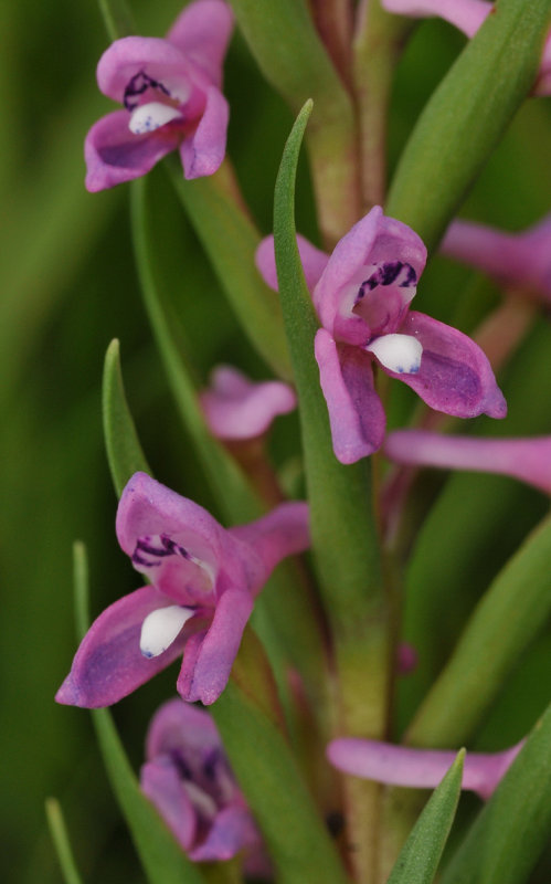 Disa stachyoides. Close-up.