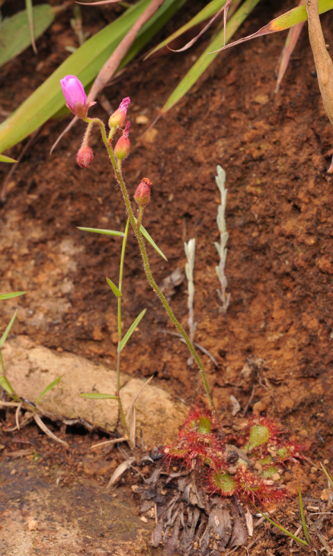 Drosera dielsiana