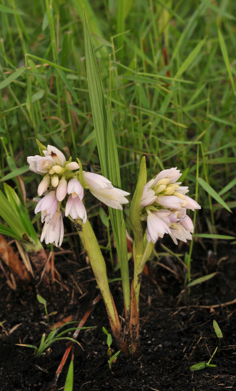 Eulophia leontoglossa