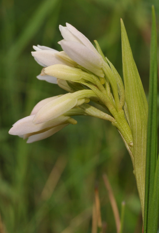 Eulophia leontoglossa. Closer side.