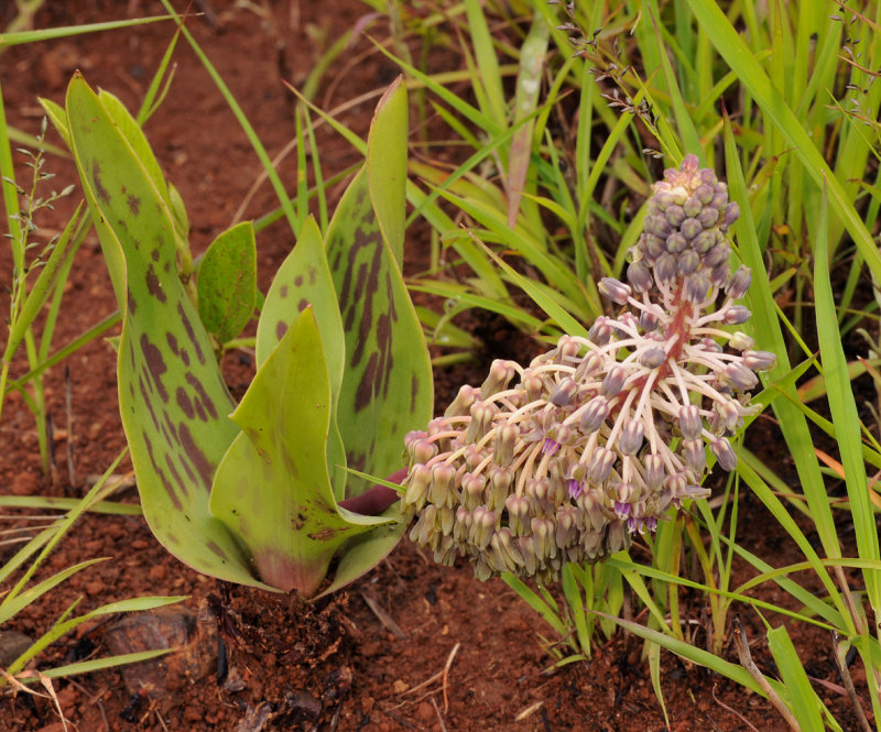 Ledebouria pardalota 