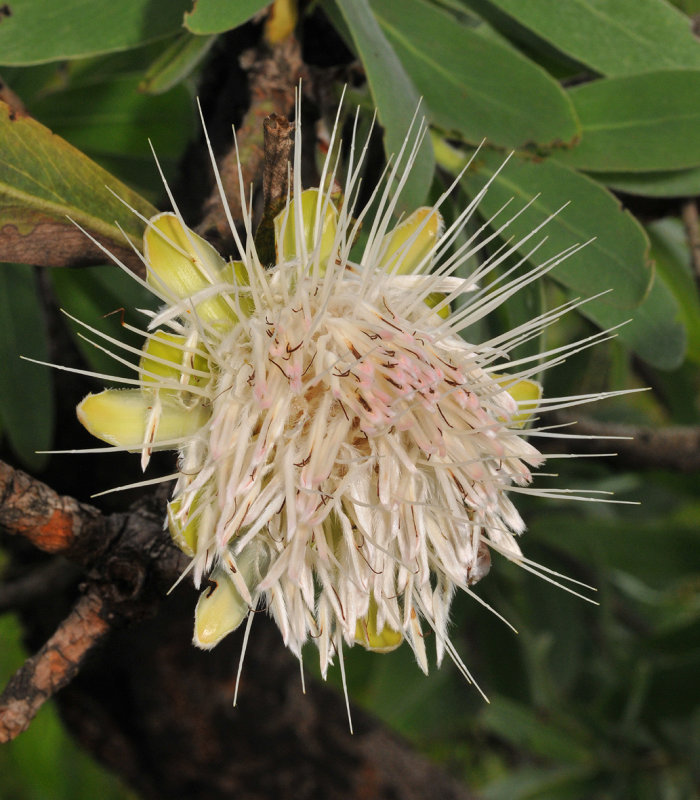 Protea caffra. Close-up.
