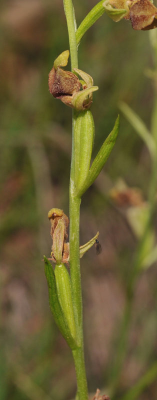 Ophrys isaura. Fruits.