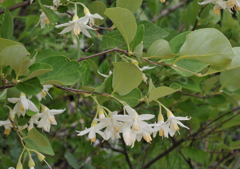 Styrax officinalis. Closer.