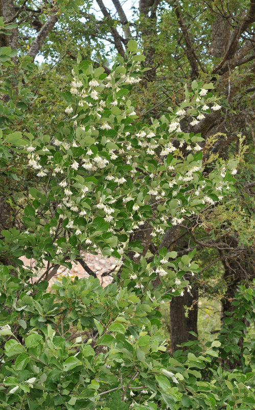 Styrax officinalis.
