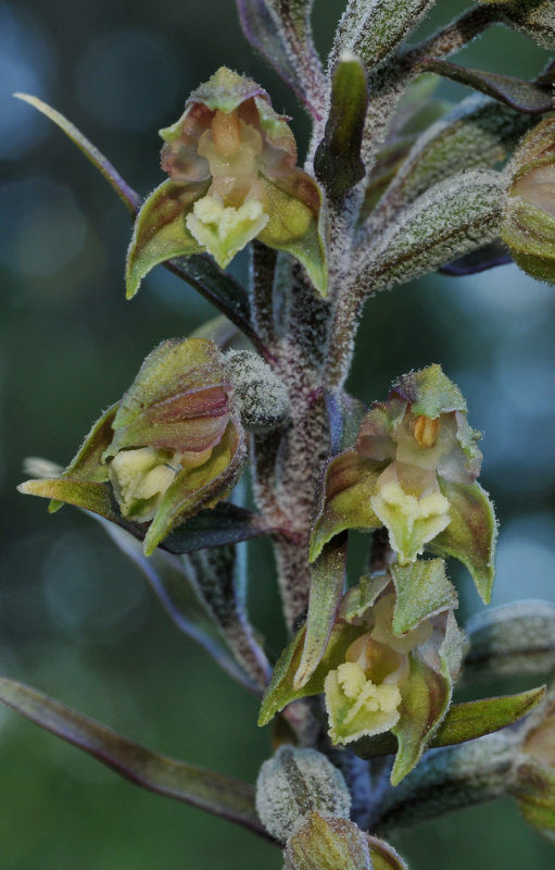 Epipactis microphylla. Close-up.