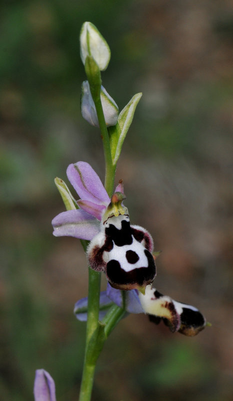 Ophrys reinholdii subsp. straussii
