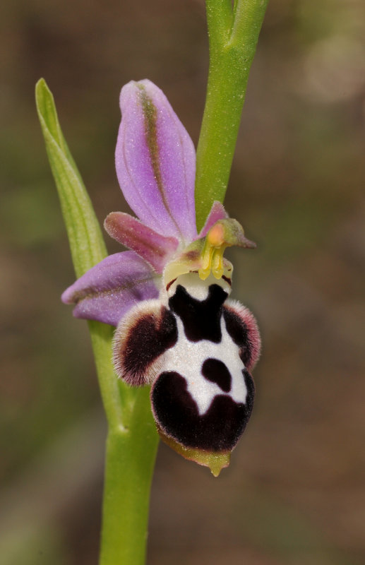Ophrys reinholdii subsp. straussii. Close-up.