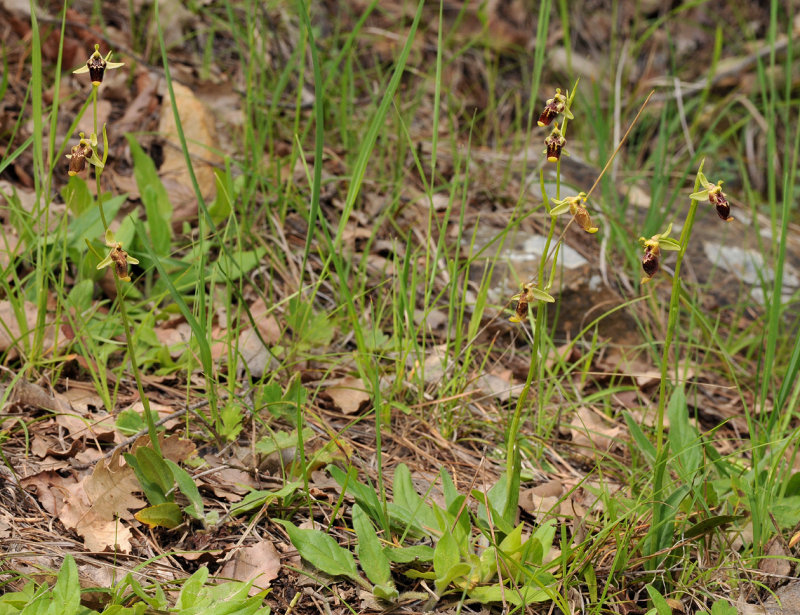 Ophrys isaura