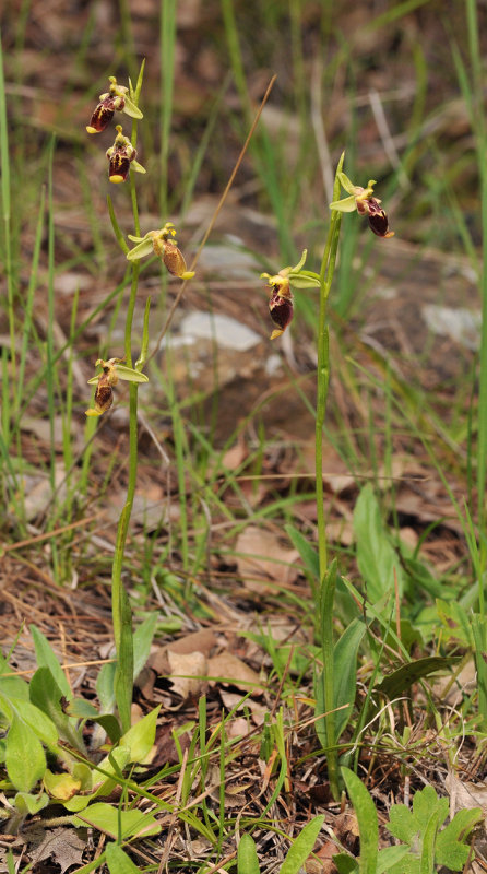 Ophrys isaura