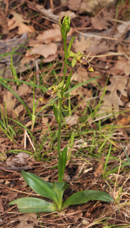 Ophrys isaura