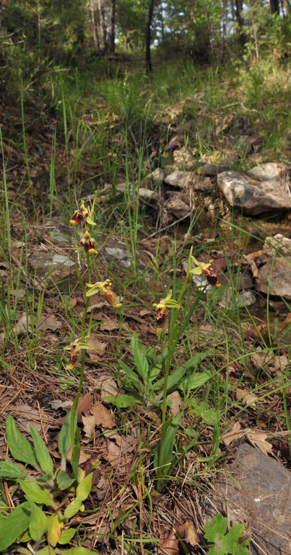 Ophrys isaura