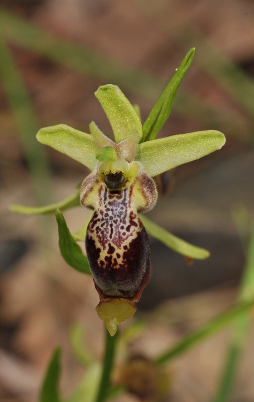 Ophrys isaura. Close-up.